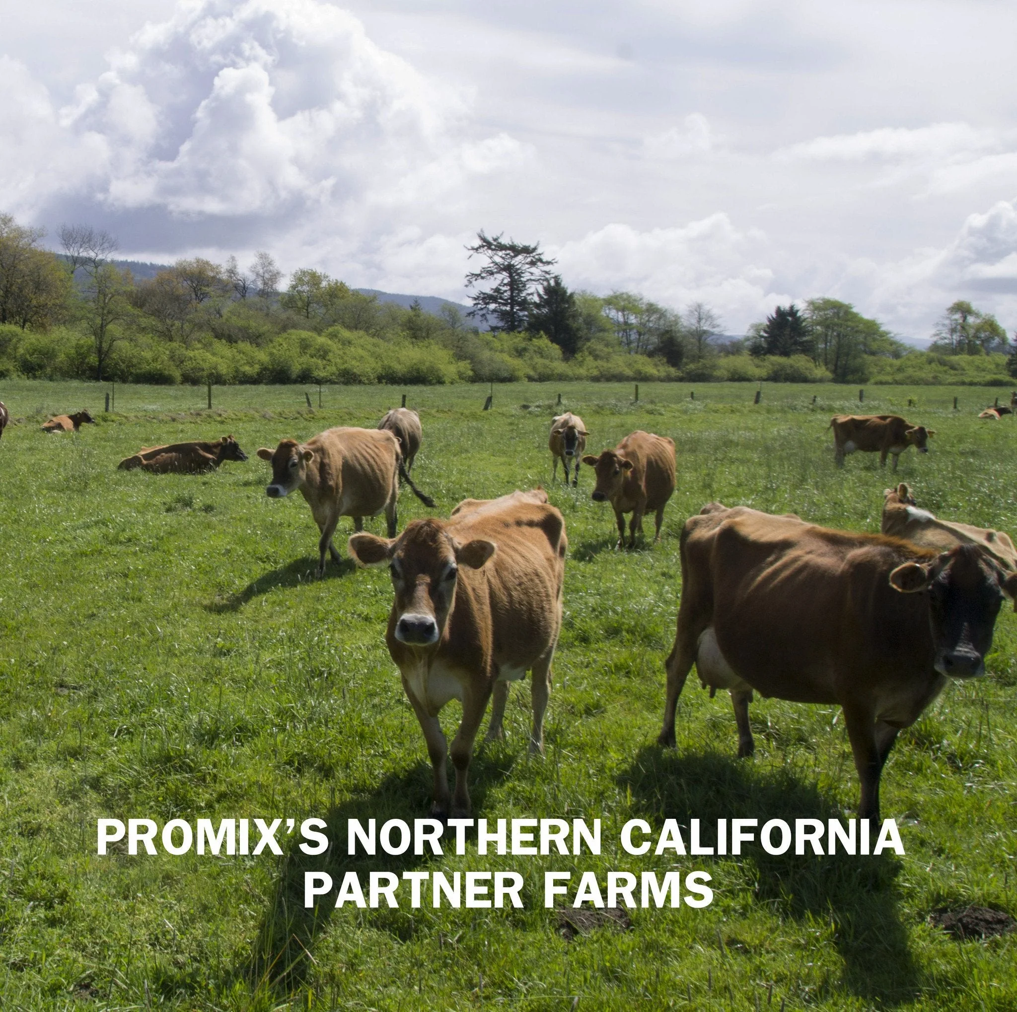 Promix Chocolate Peanut Butter Whey Protein Powder - Image 7